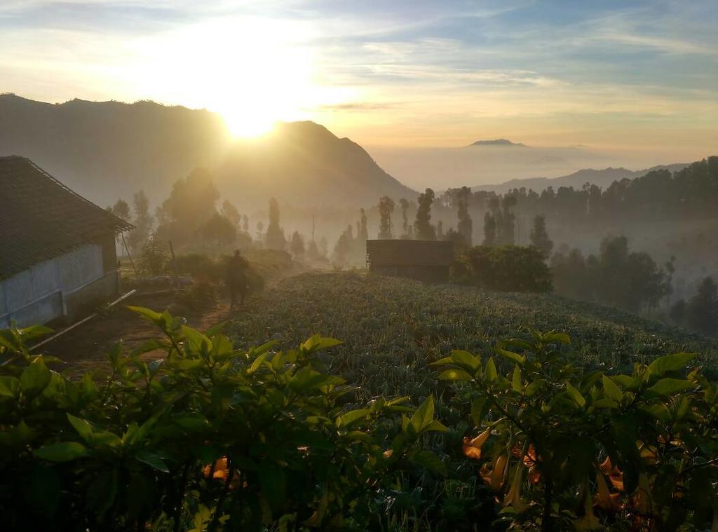 Bromo Otix Guest House المظهر الخارجي الصورة