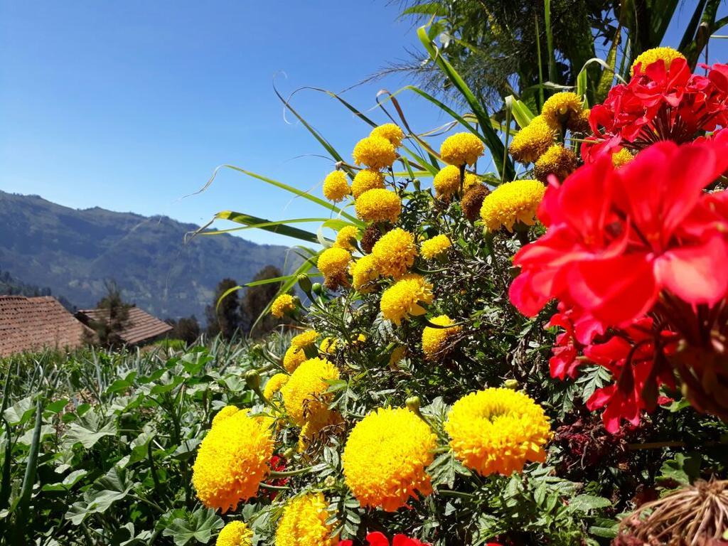 Bromo Otix Guest House المظهر الخارجي الصورة